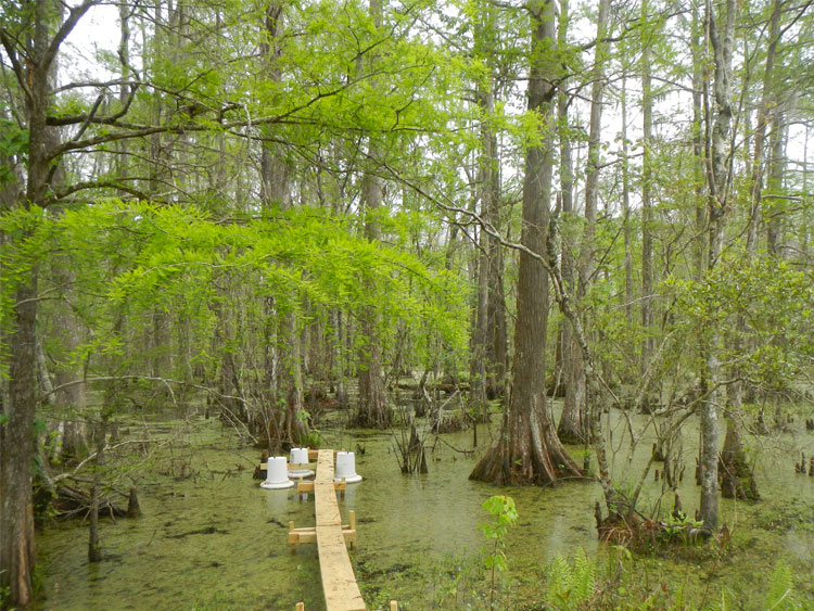 Carbon Sequestration