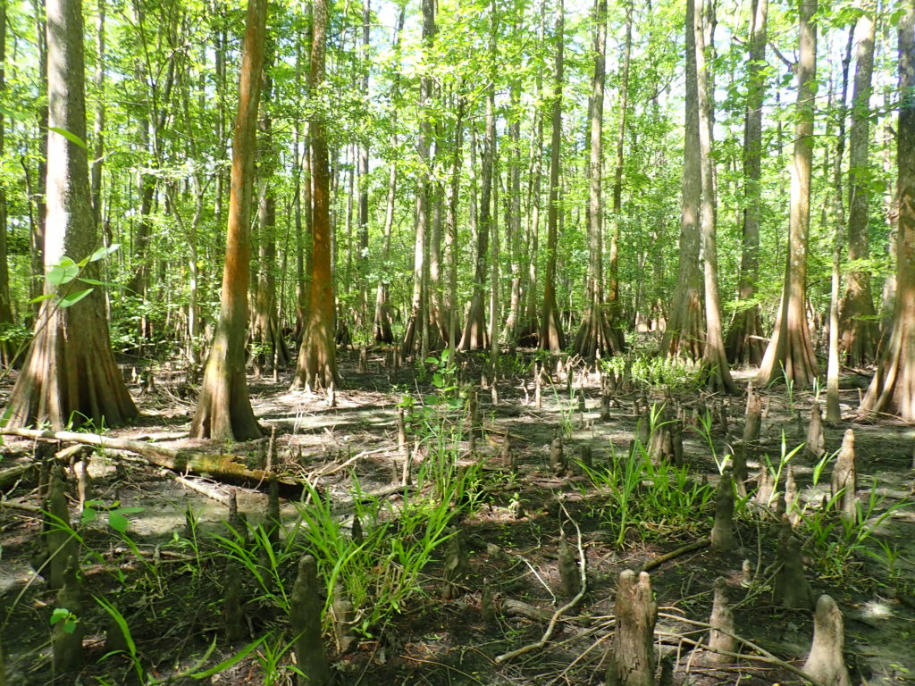 Site 3M at the St. Martinville assimilation wetlands 