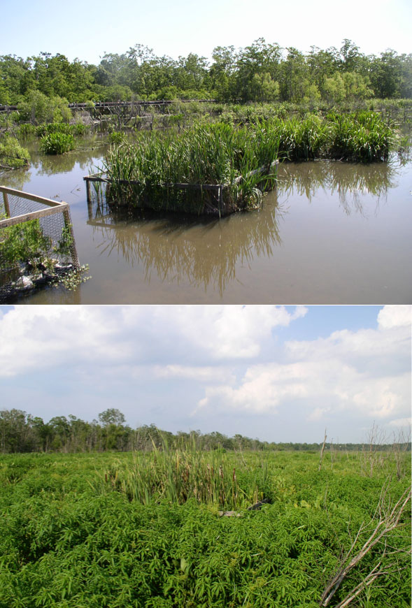 Photo (top) of a fenced 2 x 2 m exclosure at the Hammond assimilation wetlands that prevented nutria entry established in 2008 after intense grazing over the fall and winter of 2007-2008, and another exclosure (bottom) during the Summer of 2011 after substantial recovery of marsh growth. The discharge pipe is located near the tree line in the background in the upper left of both photos.