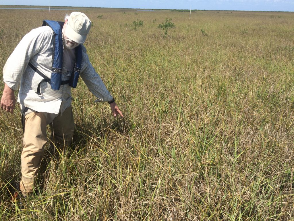 Dr. Day in a mangrove planting plot with established mangroves in the background 