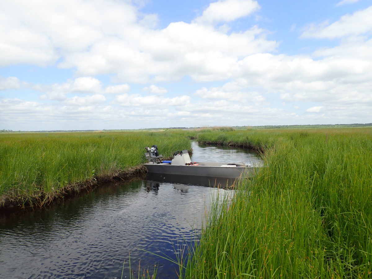 The out site at the Mandeville-Tchefuncta assimilation wetlands