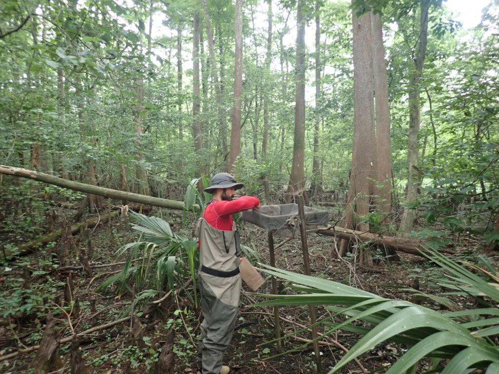 The reference site at the Breaux Bridge assimilation wetlands 