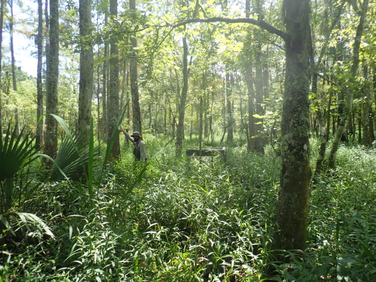Assimilation Wetlands