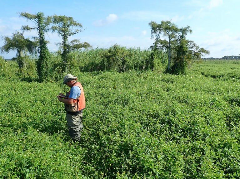 Mandeville Monitoring