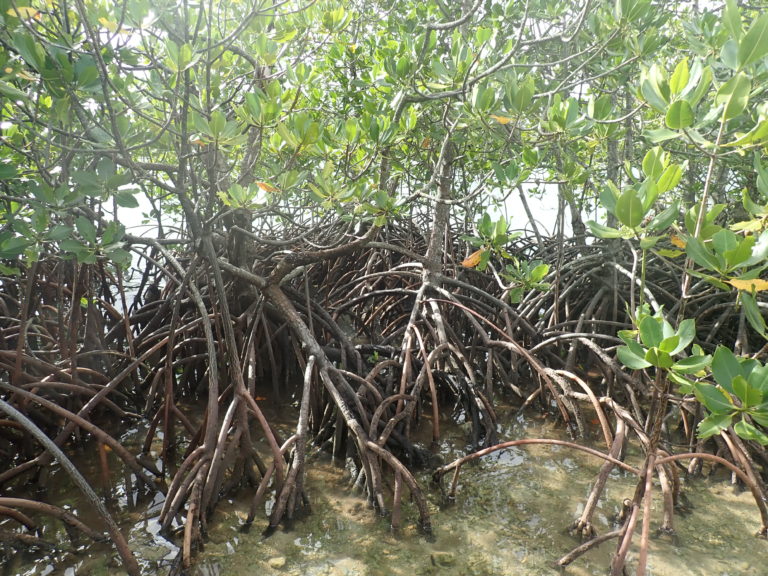 What is a Wetland?