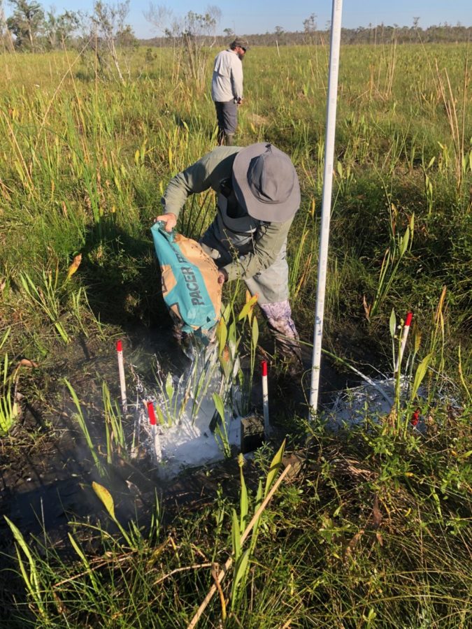 Laying down feldspar to measure accretion at the Jean Laffite National Park