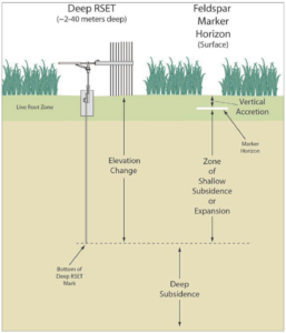 Shows profile of rSET benchmark with instrument mounted on top and pins lowered to the wetland surface. Accretion markers are shown with accumulated soil material on top.